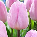 5x Bulbi Tulipani Rosa Fiori Primaverili Bulbi Autunnali Bulbo Fiore Tulipano Light Pink