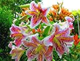 5x Lilium Lambada | Bulbi di giglio | Mix di colori |Bulbi da Fiore| piante di colore misto- bulbi lilium ...