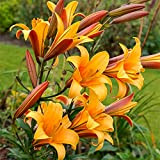 5x Lilium Lambada | Bulbi di giglio | Mix di colori |Bulbi da Fiore|venditore di fiducia- bulbi lilium gigante-piante di ...