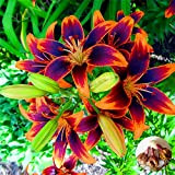 5x Lilium Lambada | Bulbi di giglio | Mix di colori |Bulbi da Fiore| bulbi lilium gigante