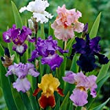 6 Bulbi - Rizomi di Iris germanica in miscuglio di vari colori (RIZOMI DA FIORE MASSIMA DIMENSIONE)