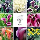 6 pezzi Mix Calla Lily Bulbs Fiori facili da curare Principianti Giardinieri professionisti Piantare all'aperto Fioritura autunnale Giardino decorativo Alto ...