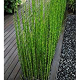 60 pz semi di bambù freschi Moso alto tasso di germinazione facile coltivare giardino giardino giardino piante bonsai ufficio decorazione ...