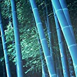 60 semi / bag rari blu Moso Bambù Semi MOSO Bamboo Tree Seeds
