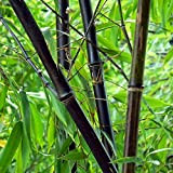 60 semi / bag rari semi neri Bamboo - Phyllostachys Nigra Dendrocalamus Asper Betung Hitam - Nero culmed semi di ...