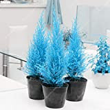 60pcs / bag Rare Blue Cypress Seed Mini Bonsai Platycladus Orientalis Tuia in vaso da giardino Conifere Albero pianta facile ...