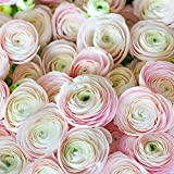 6Pezzi Bulbi Di Ranuncolo Piantati Elegante Bella Decorazione Ranuncolo Rosa Matrimonio Squisito Bouquet Da Sposa Dei Fiori Più Popolari