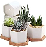 7WUNDERBAR Vasi succulenti, vasi per Piante di Cactus, Piccoli Cachepot, Mini vasi di Fiori per Piante, Ceramica con piattino in ...