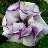 8 colori 50 semi/pack Datura semi balcone fiori piante in vaso semi di bonsai giardino erbe semi di fiori (Viola ...