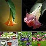 8 colori 50 semi/pack Datura semi balcone fiori piante in vaso semi di bonsai giardino erbe semi di fiori (rosa)