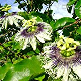 (8 semi) Passiflora Edulis Maracuja/frutto della passione/Frutto della passione, viola Granadill
