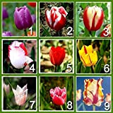 9 colori 450 profumo di semi di tulipano (50 semi di ogni colore) di alta qualità di fiori semi Bonsai, ...
