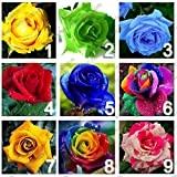 9 colori 450 semi di rosa (50 semi di ogni colore), semi di fiori rosa, Rosa dell'arcobaleno, fai da te ...