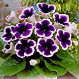 9 colori Gloxinia Semi Sinningia Gloxinia seme di fiore casa Bonsai fai da te per giardino ornamentale pianta 100PCS 13