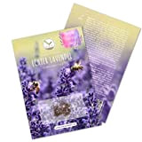 900x Semi di lavanda ad alto tasso di germinazione - Versatile pianta medicinale e ideale per api e farfalle (incl. ...