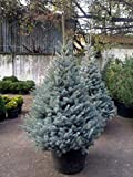 Abete argentato pino blu"Picea pungens glauca Blue Diamond" pianta in vaso ø17 cm h. 30/40 cm