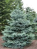 Abete argentato pino blu"Picea pungens glauca" pianta in vaso ø17 cm h. 30/40 cm