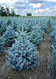 Abete blu pino argentato"Picea pungens Super Blue Seedling" pianta in vaso ø22 cm h. 30/40 cm