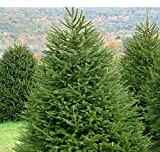 Abete rosso"Picea abies" Peccio Albero di Natale in mastello h. 80/100 cm
