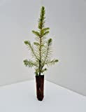 Abete rosso"Picea abies" Peccio Albero di Natale in vaso h. 30/40 cm FOTO REALI
