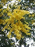 Acacia dealbata Mimosa 9cm Vaso la Descrizione Che & T & C