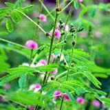 Acacia sensitiva (Mimosa pudica) (Semente)