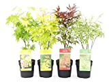 Acero palmato giapponese"Acer palmatum" mix 4 piante diverse in vaso ø11 cm