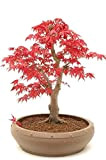 Acero rosso/acero a ventaglio / 10 semi/bonsai