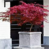 Acero Rosso Giapponese"Acer Palmatum Dissectum Firecracker" in vaso ø20 cm