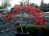 Acero rosso giapponese"Acer palmatum dissectum Inaba Shidare" pianta in vaso ø35 cm