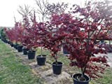 Acero rosso giapponese"Acer palmatum Fireglow" pianta in mastello ø40 cm h. 160/180 cm cfr. tronco 13/15 cm
