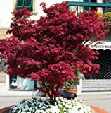 Acero rosso giapponese"Acer palmatum Fireglow" pianta in vaso da 2 litri