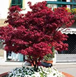 Acero rosso giapponese"Acer palmatum Fireglow" pianta in vaso ø20 cm