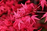 Acero Rosso Giapponese"Acer Palmatum Heart Fire" in vaso ø18 cm