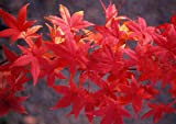Acero rosso giapponese"Acer palmatum Momiji" pianta in vaso h. 1/1,5 m