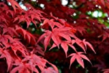 Acero Rosso Giapponese"Acer Palmatum Red Flash" in vaso ø18 cm