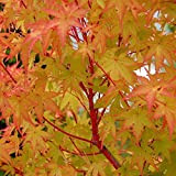 Acero rosso giapponese"Acer palmatum Sango Kaku" pianta in vaso ø20 cm h. 140/160 cm