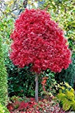 Acero rosso giapponese"Acer palmatum Skeeter's Broom" pianta in vaso ø20 cm