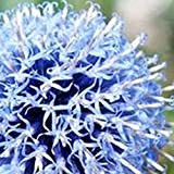 AchidistviQ 100 Pz Allium Bulbi Rare Blue Allium Giganteum Seeds Perenne Fragranza Fiore Semi Di Piante Per Piantare Giardino All'aperto ...