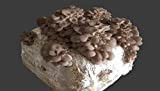 acquaverde 2 Pezzi Pane di Funghi Cardoncelli Pugliesi da 3 kg più Cacciate Micelio Funghi della Murgia