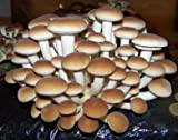 acquaverde Kit 15 Pani Fungo Substrato di Funghi Pioppini Pioppino Facile Coltivazione da 5 lt Micelio Selezionato di Prima Scelta