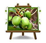 Actinidia – Kiwi Arguta var. Issai su vaso da 20 albero da frutto 170 cm - 2 anni