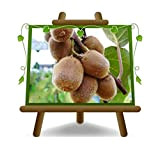 Actinidia – Kiwi Jenny – Autofertile su vaso da 20 albero da frutto 170 cm - 2 anni