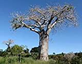 Adansonia digitata - Baobab - Rara Pianta tropicale Albero & Bonsai Seeds (5)