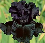 Adattabile,Specie Rare,Esotico,Iris germanica,Iris bulbs for planting perennial,Iris Bulbi,-2 Bulbis,d