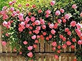 ADB Inc DD Heirloom Rosa Damascena 50 Semi di Rosa cespuglio di fiori