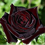 ADB Inc Nero Baccara Hybrid Seeds Rosa Arbusto di fiori
