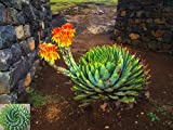 ~ African spirale Aloe ~ Aloe Polyphylla ~ RARE Succulente ~ 5 Semi ~ Incredibile Cactus ~