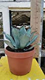 Agave guadalajarana in vaso diam. 20 cm cactus