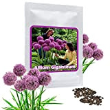 Aglio gigante (Allium Giganteum) - 30 semi / pacco - aglio decorativo, grandi dimensioni